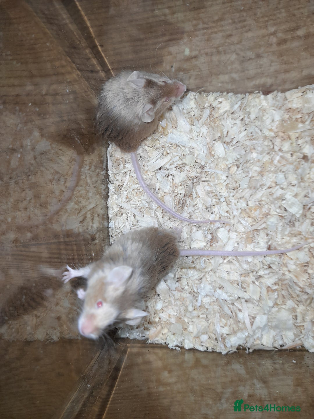 Mouse rodents for sale: Fancy mice - Advert 4