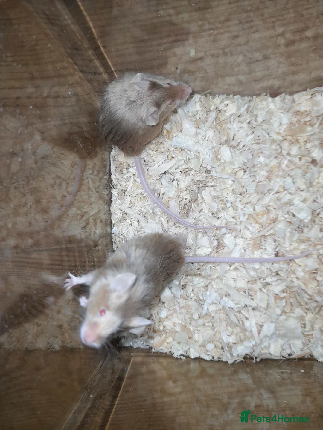 Mouse rodents for sale: Fancy mice - Advert 4