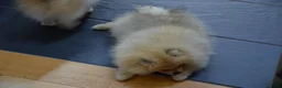 Pomeranian dogs for sale: Bentley – Beautiful Silver-Toned Pomeranian Boy 🐾 - Advert 24