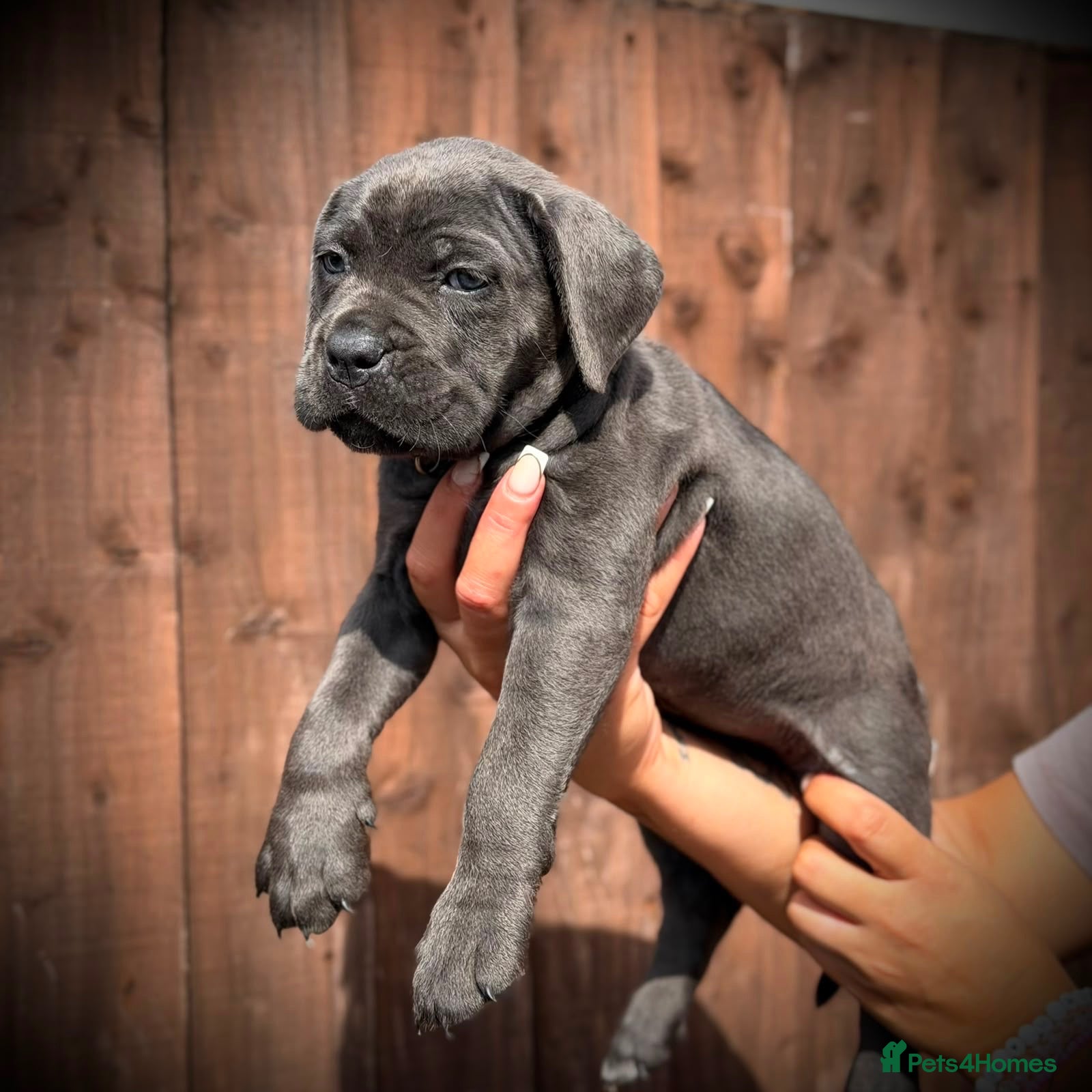 Cane Corso dogs 🐾 LITTER „K” they’re here 🥳 🐾 - Advert 1