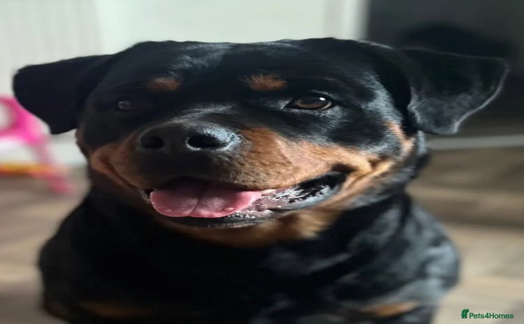 Rottweiler dogs To good home, 2 yr old Rottweiler  - Advert 6
