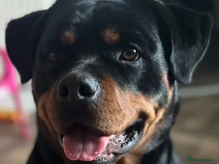 Rottweiler dogs for sale: To good home, 2 yr old Rottweiler - Advert 1