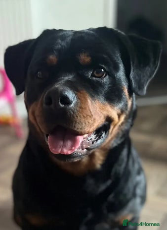 Rottweiler dogs To good home, 2 yr old Rottweiler - Advert 1