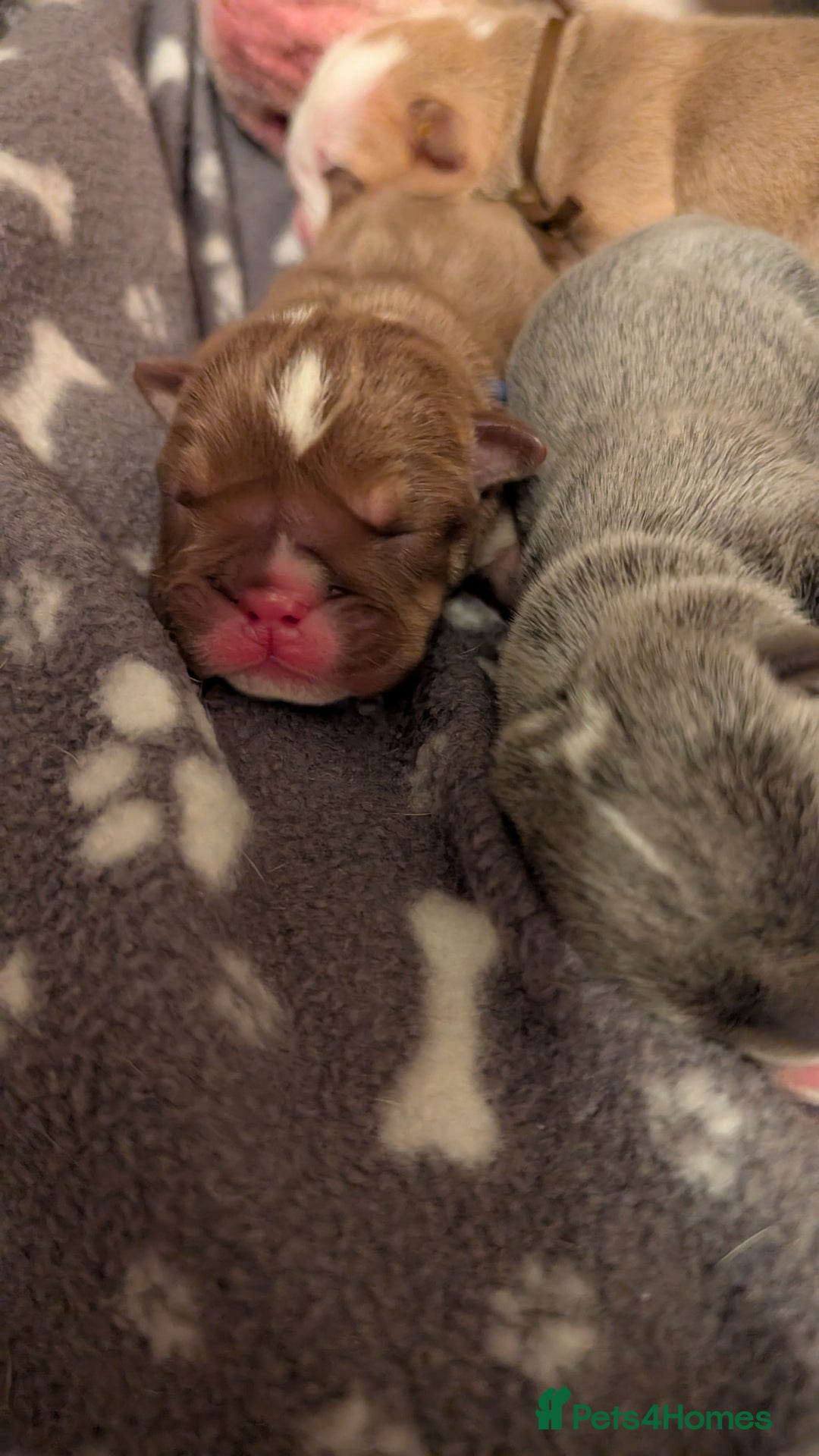 English Bulldog dogs for sale: Outstanding English bulldog puppies  - Advert 4