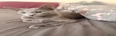 Russian Blue 1