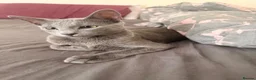 Russian Blue cats for sale: Female Russian Blue in Birmingham - Advert 6