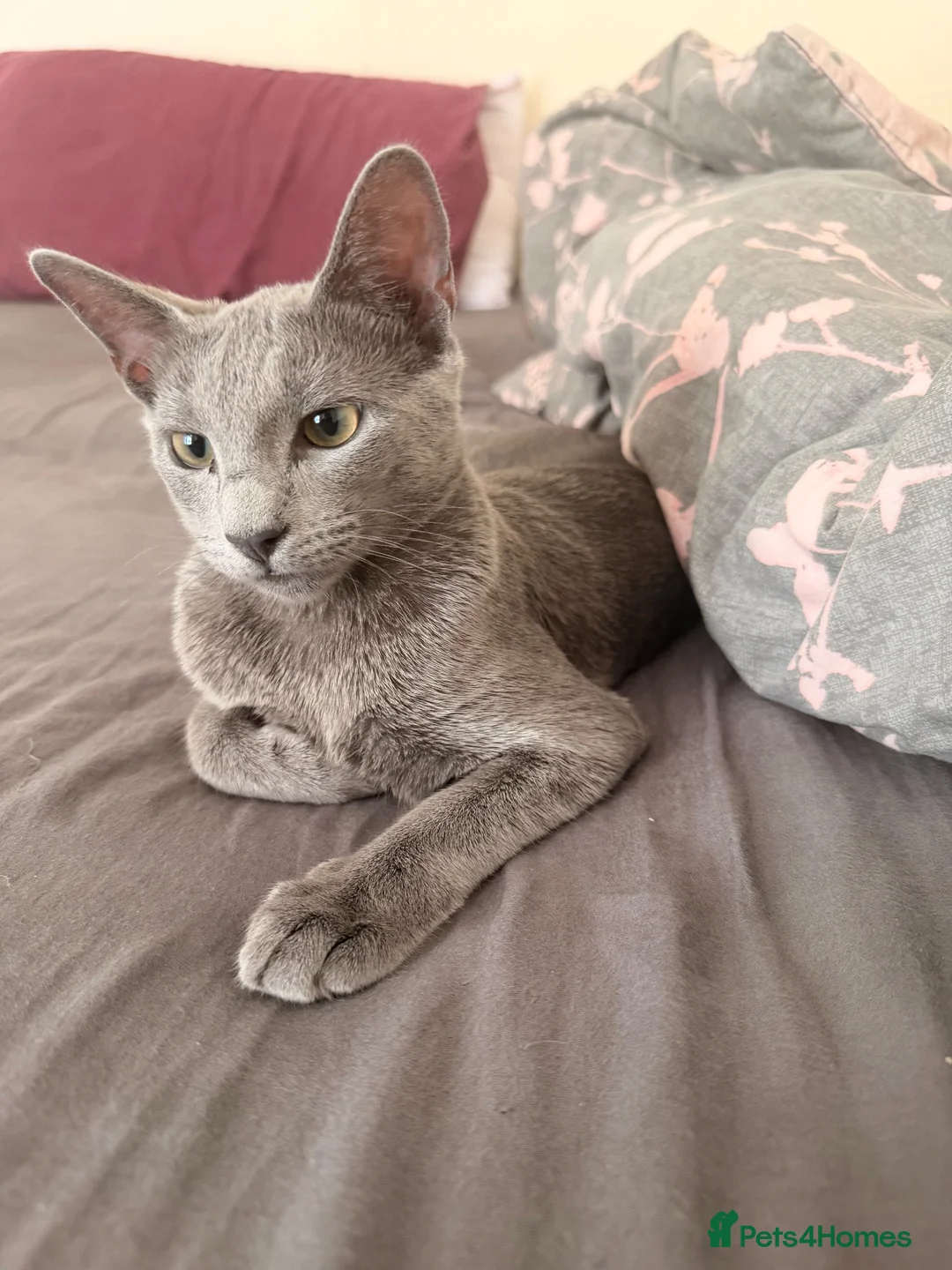 Russian Blue cats for sale: Female Russian Blue in Birmingham - Advert 6