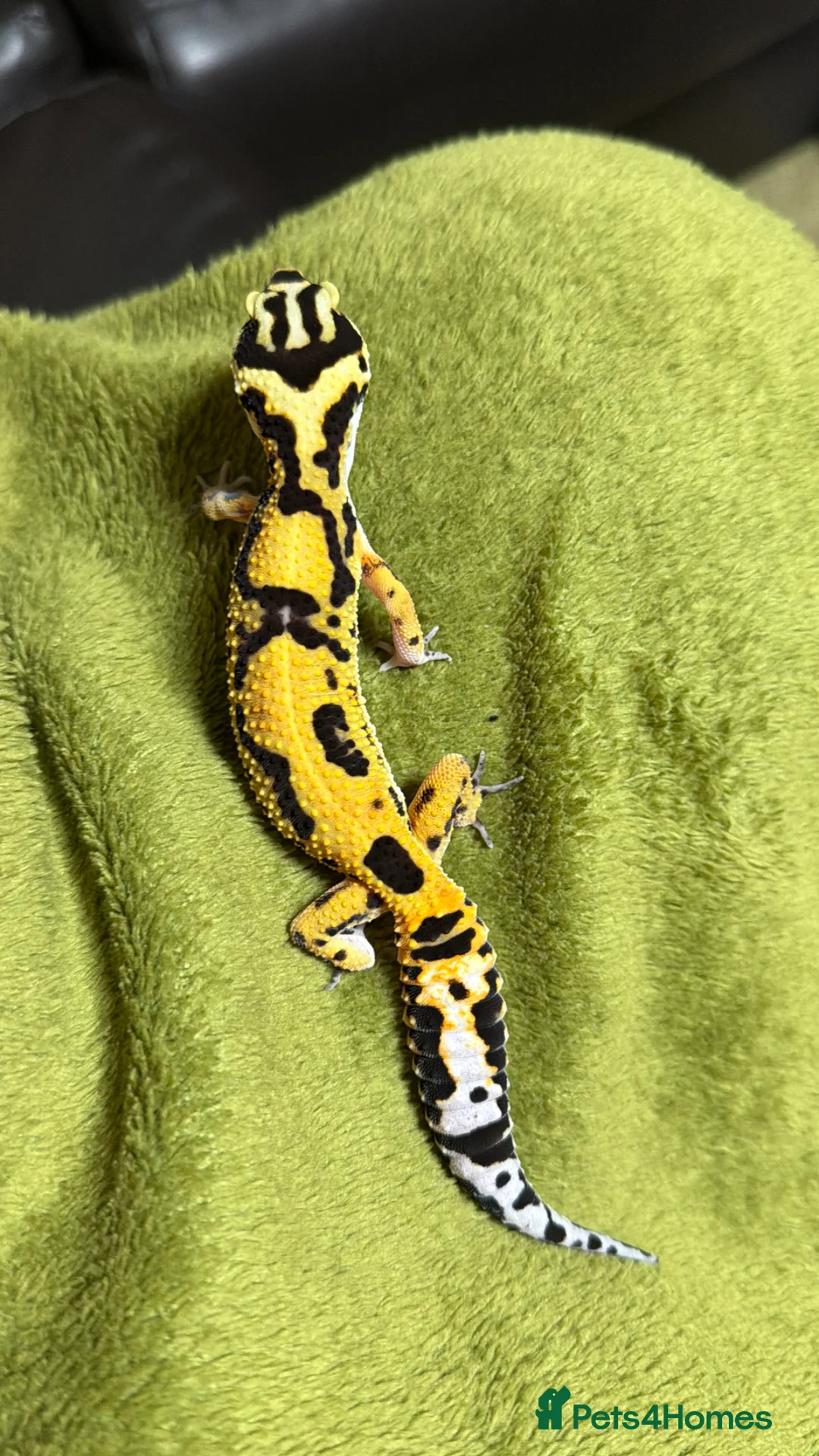Leopard Gecko reptiles for sale: Leopard Gecko Breeding Trio - Advert 2