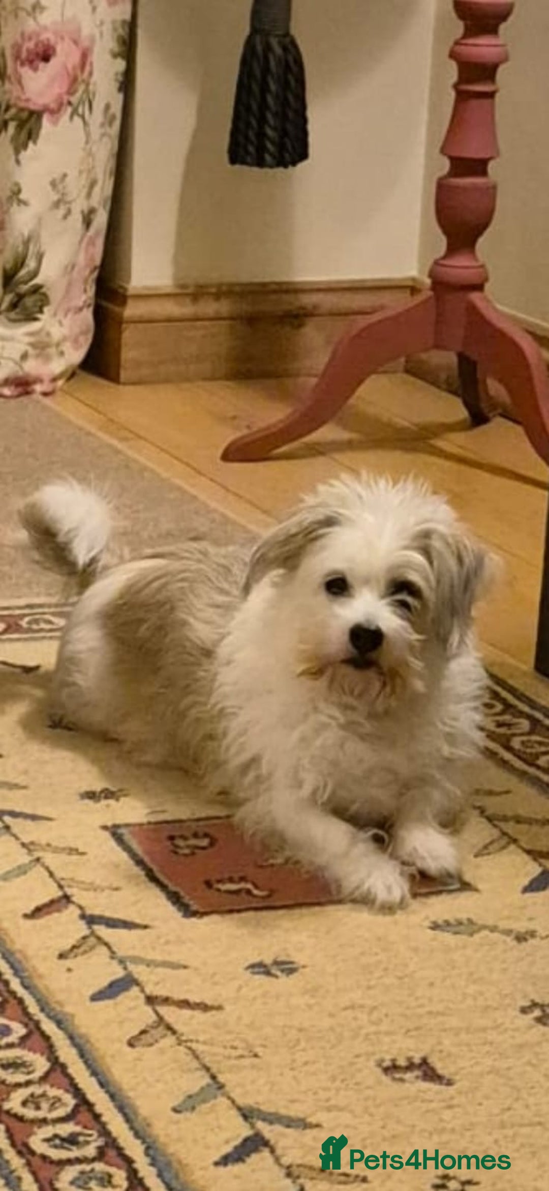 Mixed Breed dogs for sale: Needing a new home  - Advert 2