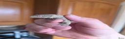 Gecko reptiles for sale: leachianus gecko baby  - Advert 2