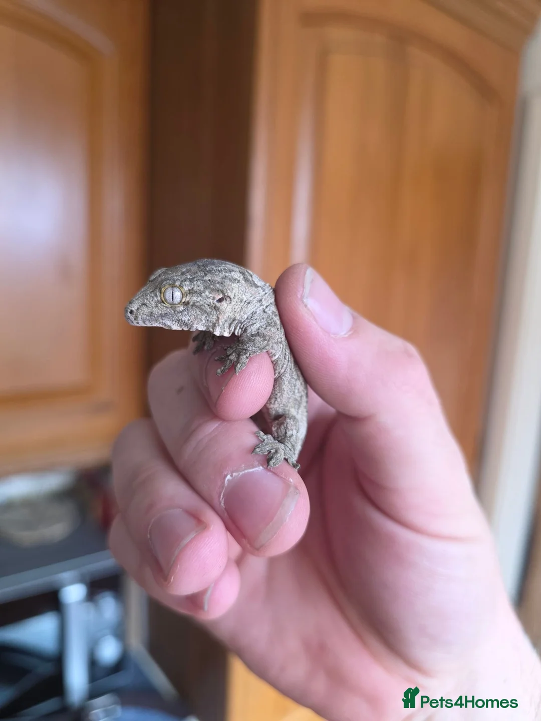 Gecko reptiles for sale: leachianus gecko baby  - Advert 2