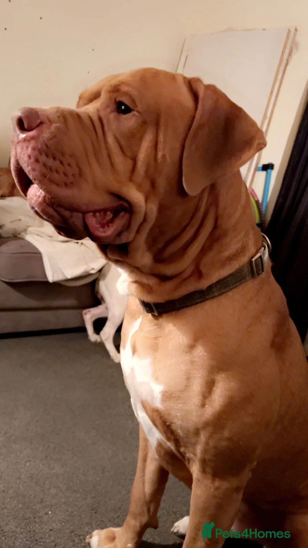 Mixed Breed dogs for sale: american bulldog cross staff - Advert 4