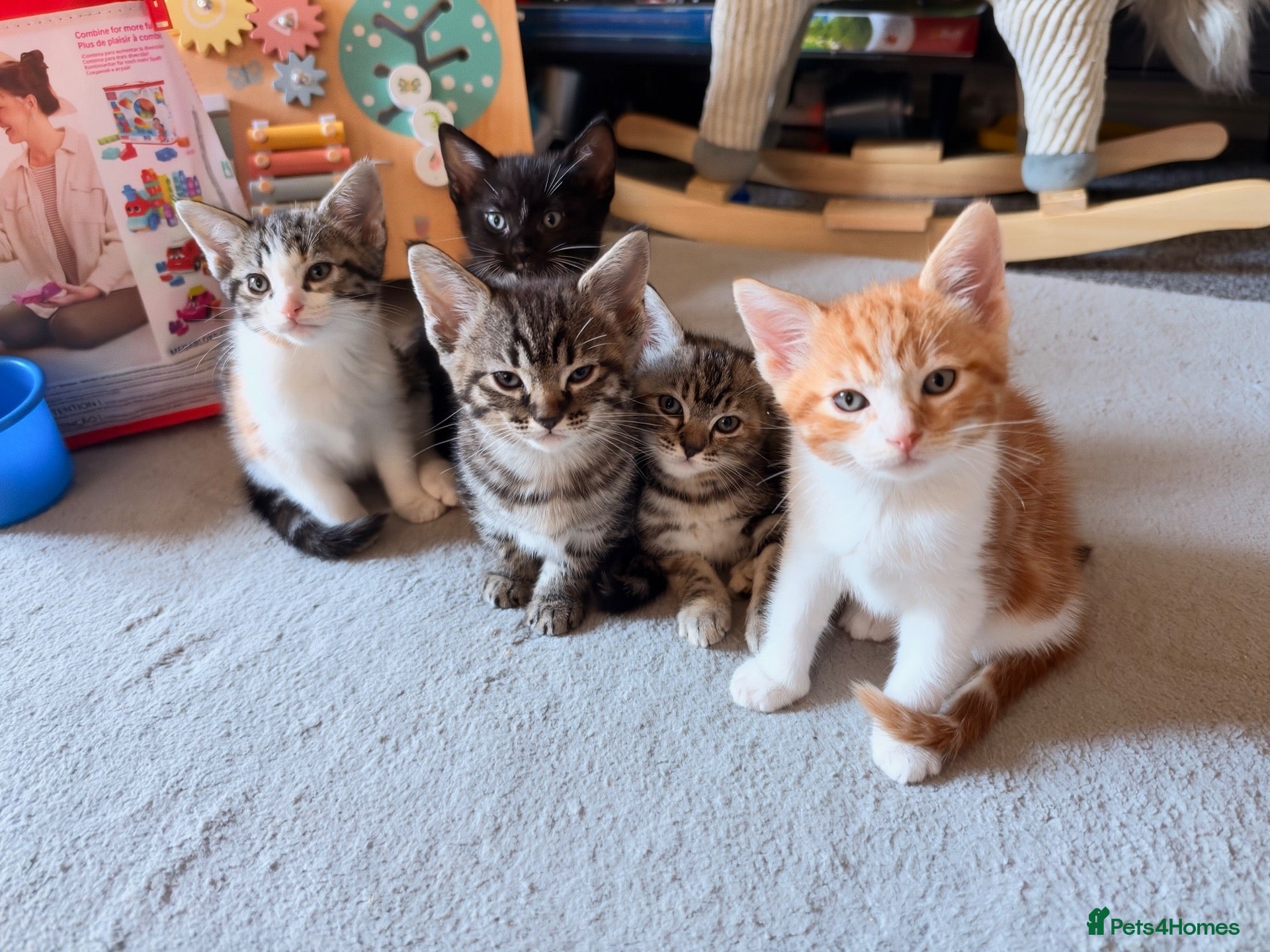 Mixed Breed cats Ragdoll x Tabby Rare Coat Kittens ♥️ - Advert 19