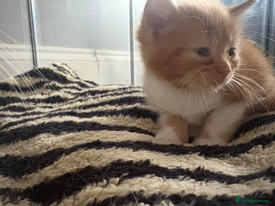 Mixed Breed cats for sale: 2 beautiful ginger boys available - Advert 2