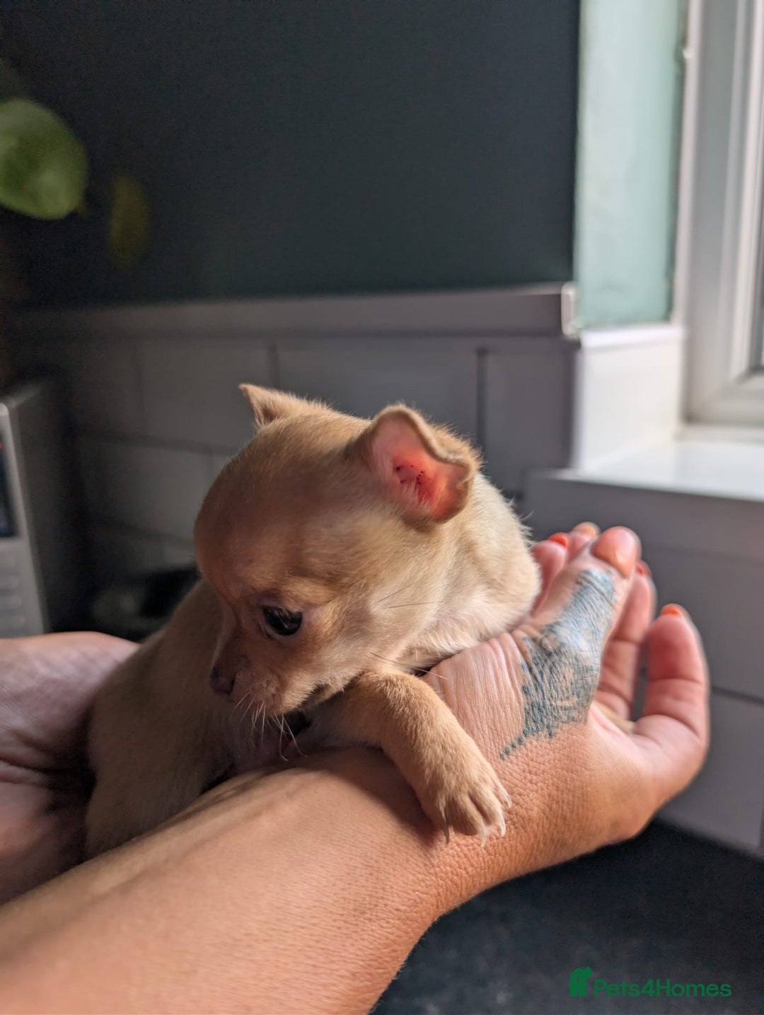 Chihuahua dogs for sale: Two chihuahua baby girls, black long haired!!!! - Image 11