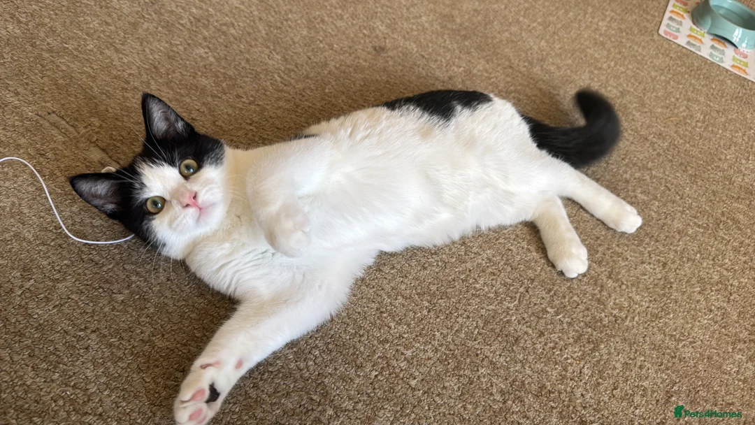 British Shorthair cats for sale: 5 month male kitten - Advert 1