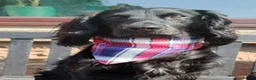 Cocker Spaniel dogs for stud: HEALTH TESTED PROVEN WORKING COCKER SPANIEL - Advert 6