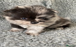 Pomeranian dogs for sale: Stunning litter merl Pomeranian - Image 17