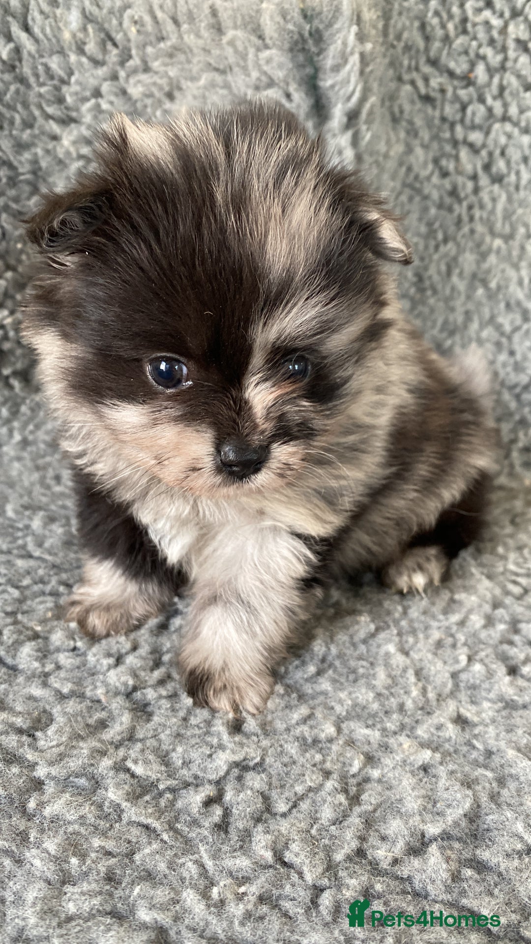 Pomeranian dogs for sale: Stunning litter merl Pomeranian - Image 17