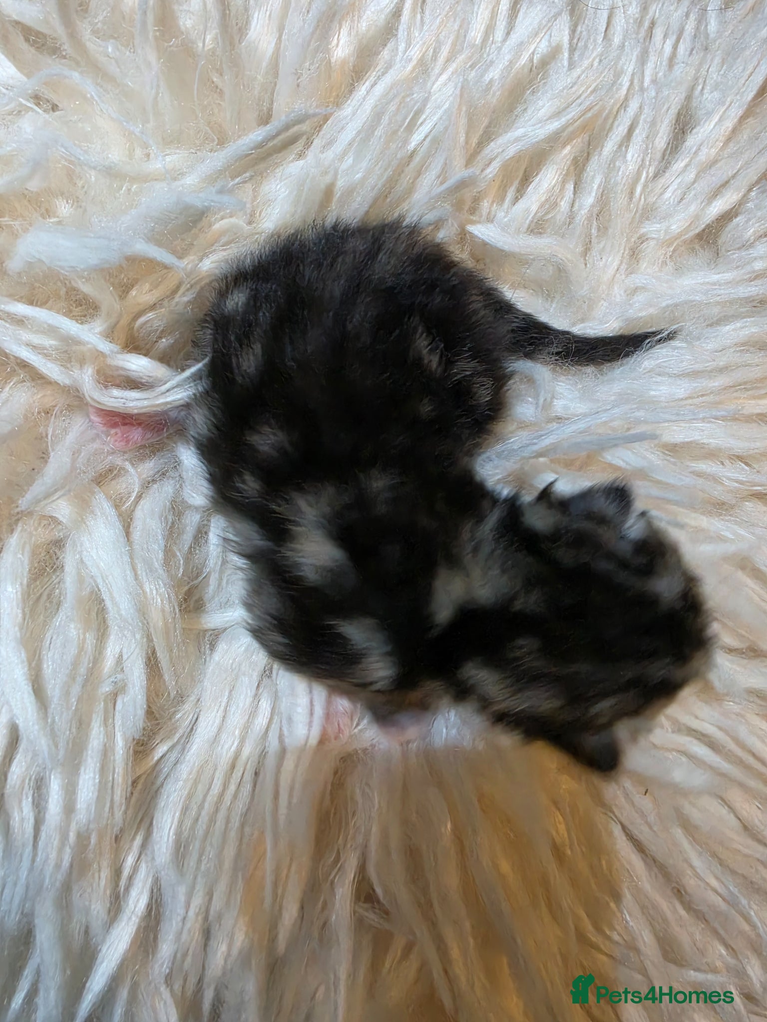 Persian cats for sale: Beautiful Persian Mix Kittens - Advert 28