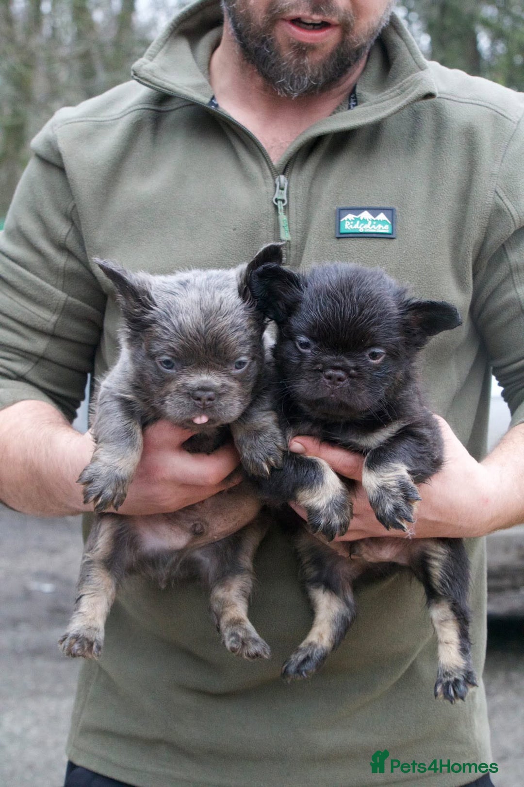 French Bulldog dogs for sale: Fluffy French Bulldog - Advert 5