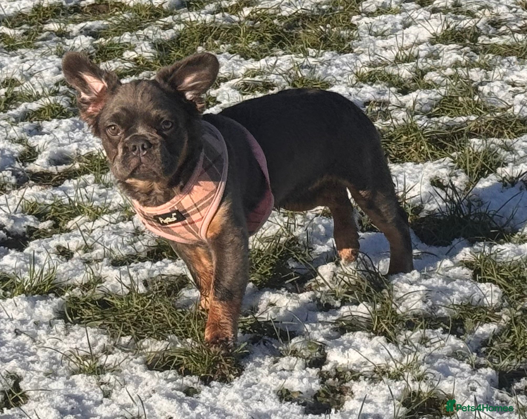 French Bulldog dogs Beautiful frenchie pups - Advert 9