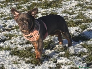 French Bulldog dogs Beautiful frenchie pups - Advert 9