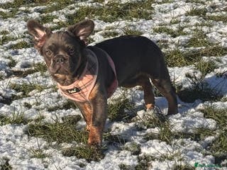 French Bulldog dogs Beautiful frenchie pups - Advert 6