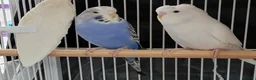 Budgerigars birds for sale: Beautiful Baby Budgies available  - Advert 3