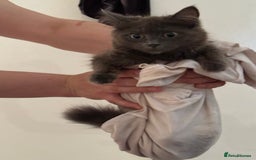 Mixed Breed cats for sale: Sweet Female Cats: Silver Tabby & Grey Longhair - Image 7