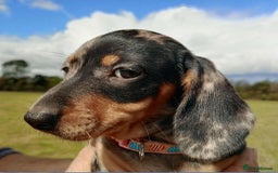 Miniature Dachshund dogs for sale: Stunning silver dapple miniature dachshunds  - Image 9