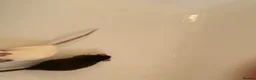 Rat rodents for sale: 2 female rats  - Advert 4