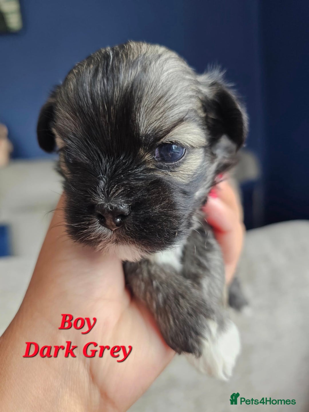 Lhasa Apso dogs for sale: Beauitiful Pure Breed Lhasa Apso - Image 5