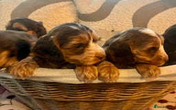 Cockapoo dogs for sale: 👑 Stunning F1 Cockapoo puppies👑 - Image 4