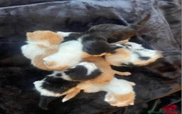 Mixed Breed cats for sale: Stunning kitty's please read full ad  - Image 7
