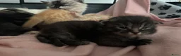 Mixed Breed cats for sale: Ragdoll x kittens  - Advert 17
