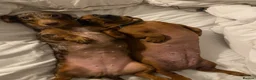 Miniature Dachshund dogs for sale: Two miniature dachshunds looking for a new home in Brighton - Advert 5