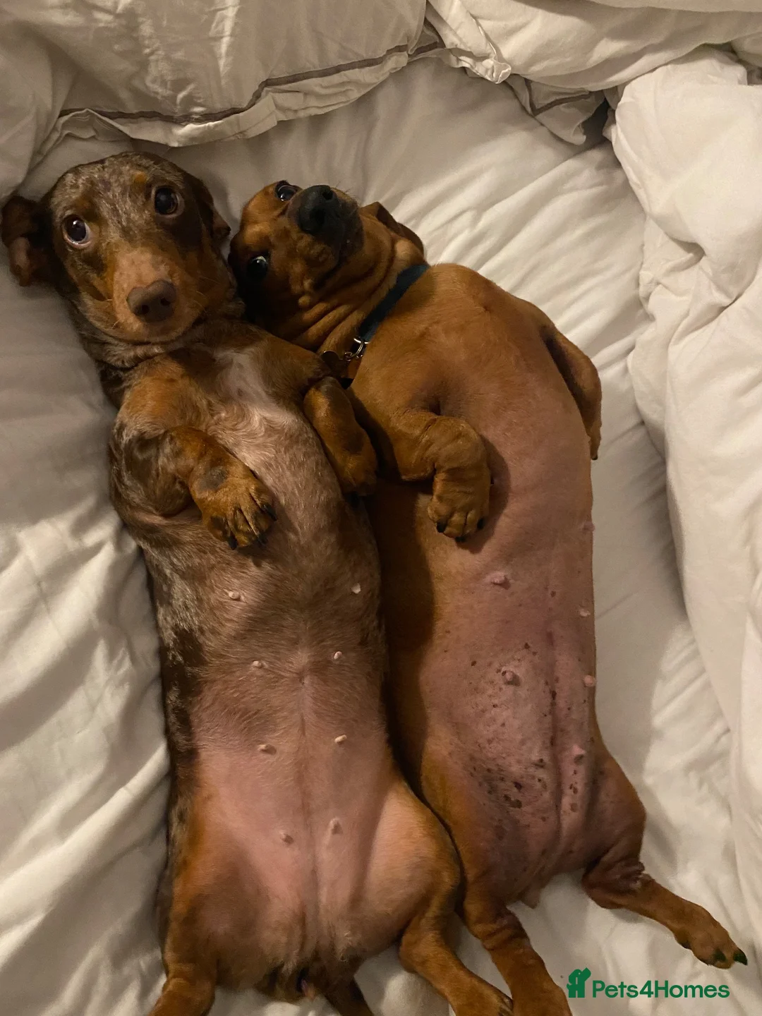 Miniature Dachshund dogs for sale: Two miniature dachshunds looking for a new home in Brighton - Advert 5