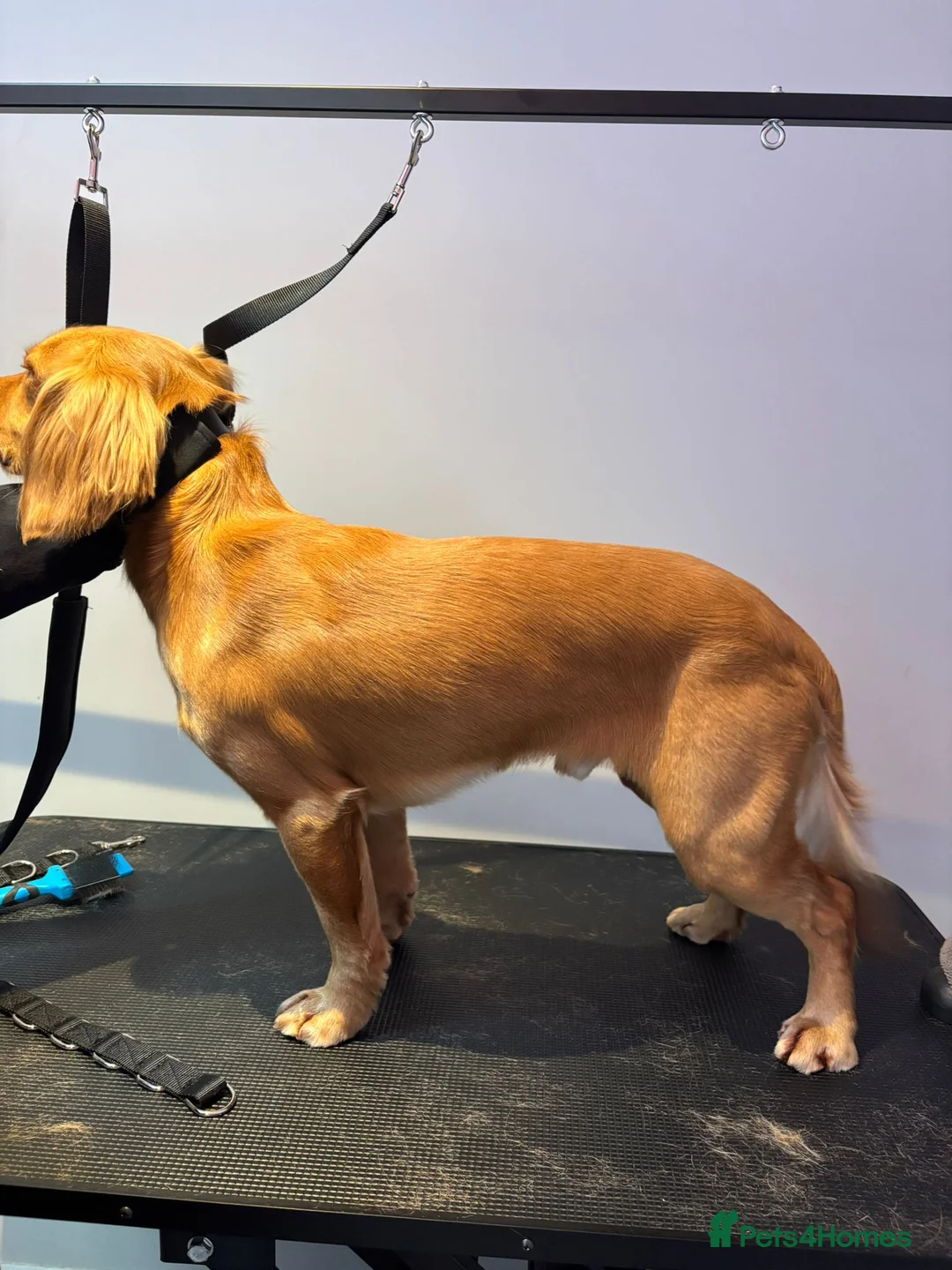 Cocker Spaniel dogs for stud: Fine specimen  - Advert 2