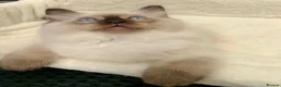 Ragdoll cats for sale: CHAMPION BLOODLINE RAGDOLL KITTENS 🥇🏅 - Advert 4
