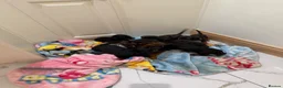 Miniature Dachshund dogs for sale: Miniature Dachshund  - Advert 12