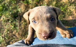 Labrador Retriever dogs for sale: 🐾Meet our adorable silver & charcoal lab pupps🐾  - Image 7