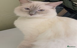 Mixed Breed cats for sale: 2 British Shorthair cross Ragdoll Boys Available  - Image 6