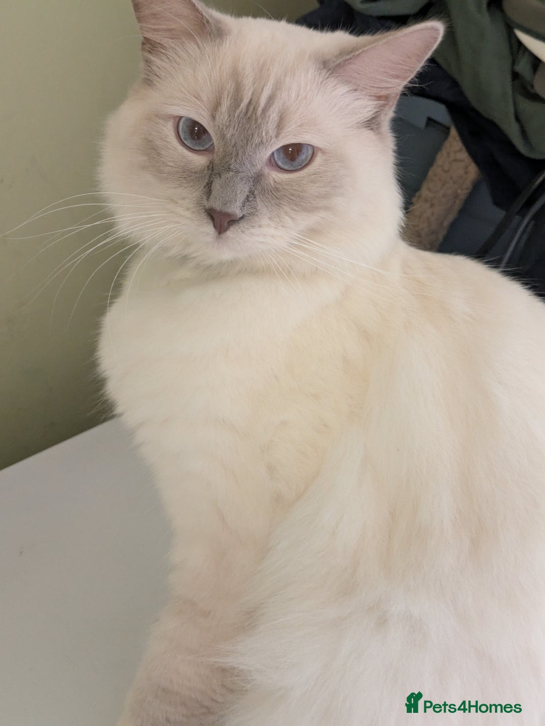 Mixed Breed cats for sale: 2 British Shorthair cross Ragdoll Boys Available  - Image 6