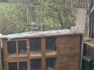 Guinea Pig rodents Rabbit Guinea pig cage for sale - Advert 1