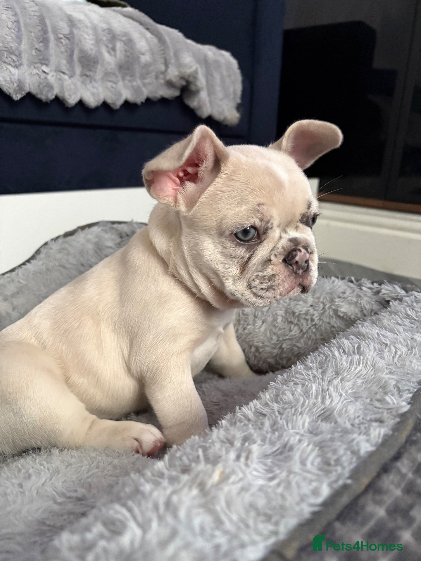French Bulldog dogs French bulldog  - Advert 2