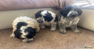 Cockapoo dogs - Advert 4
