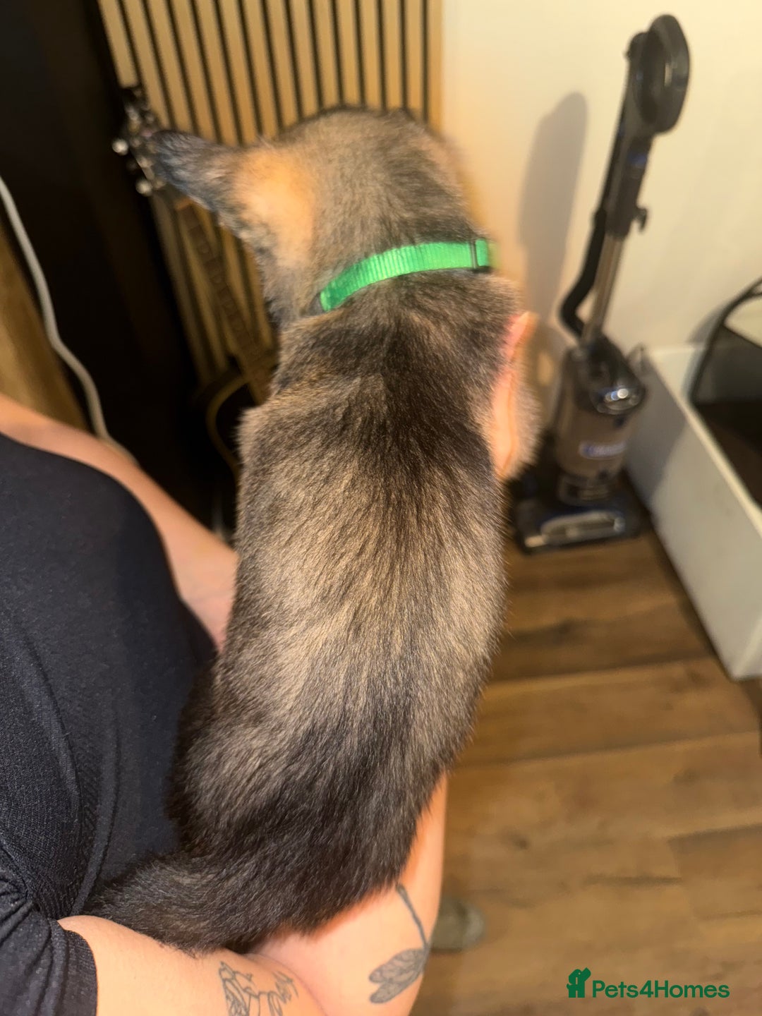 Belgian Shepherd Dog dogs for sale: Pure Belgian Malinois Puppies - Advert 16