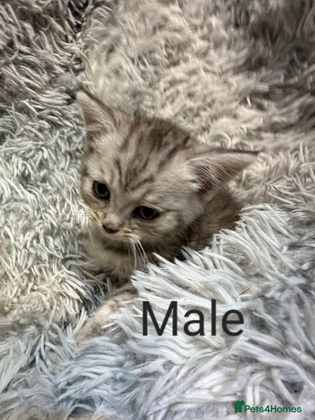 Persian cats for sale: Chinchilla persian cross kittens - Advert 14