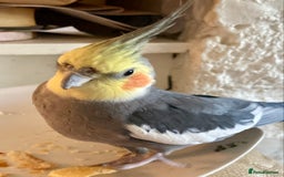 Cockatiels birds for sale: Pair of bonded male cockatiels hand reared tame - Image 3
